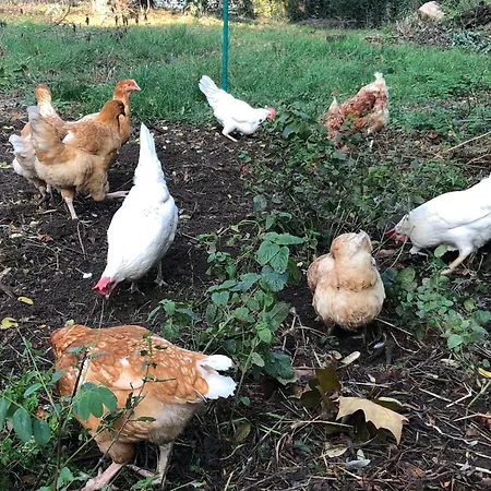 Pensionat Le Jardin De La Tuilerie Alsace