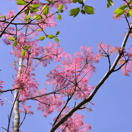 Affittacamere Le Jardin De La Tuilerie Alsace 3*